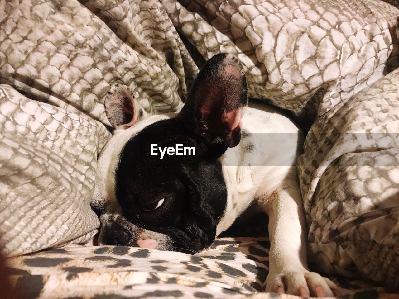 CLOSE-UP OF DOG LYING ON BED