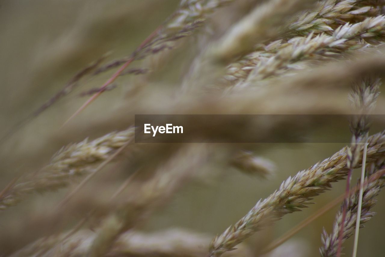 Close-up of wheat growing on field