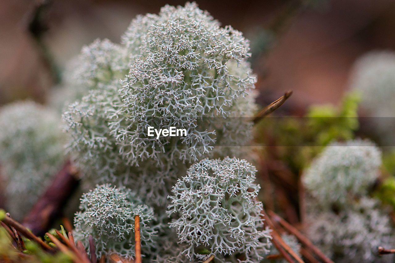 CLOSE-UP OF FLOWER PLANT