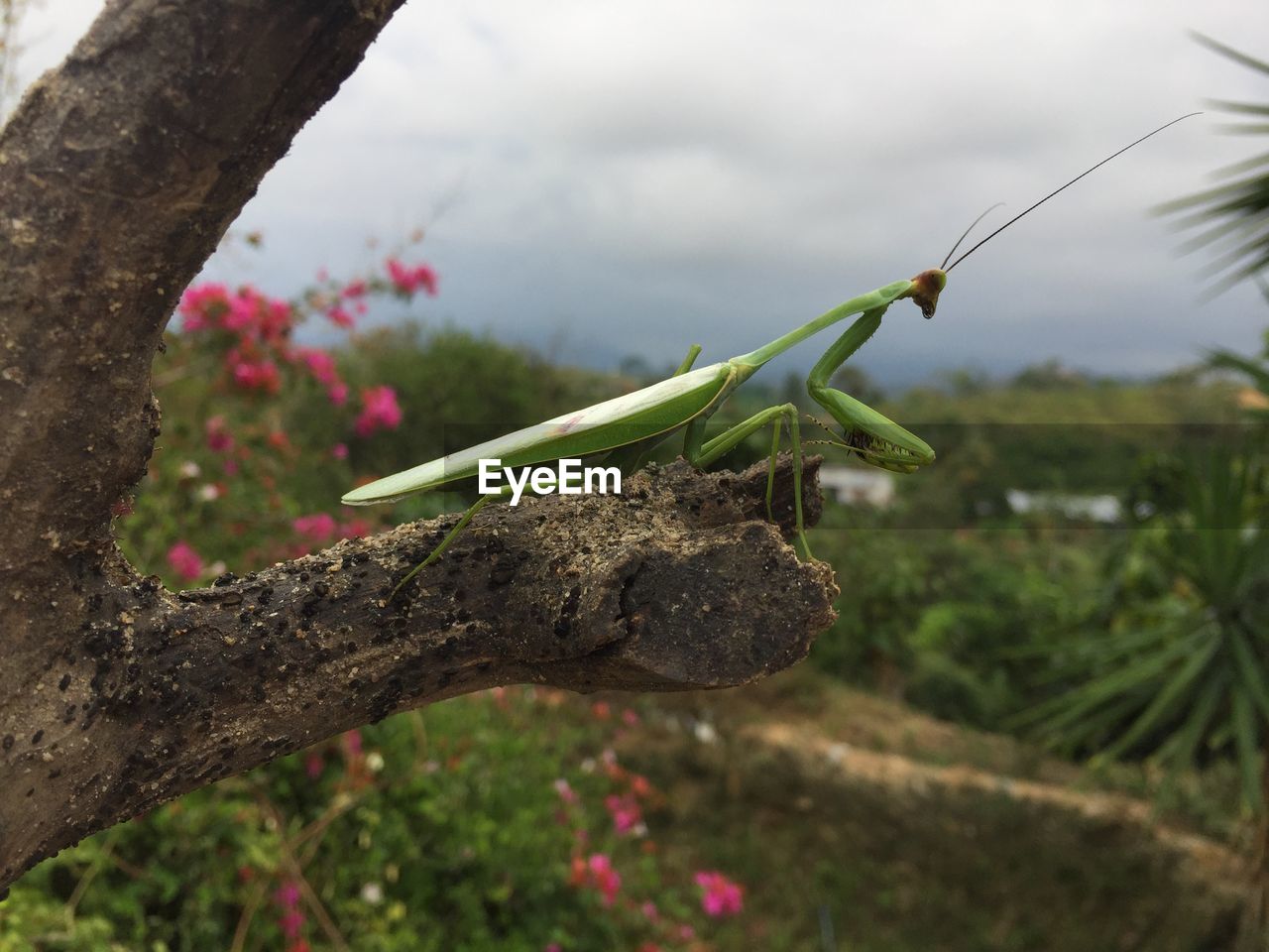 CLOSE-UP OF GRASSHOPPER ON PLANT