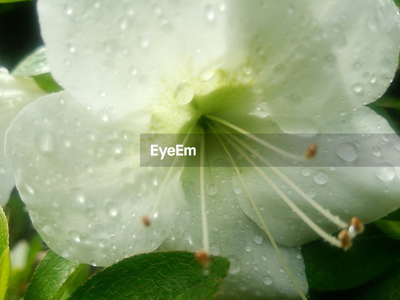 CLOSE-UP OF WATER DROPS ON ROSE