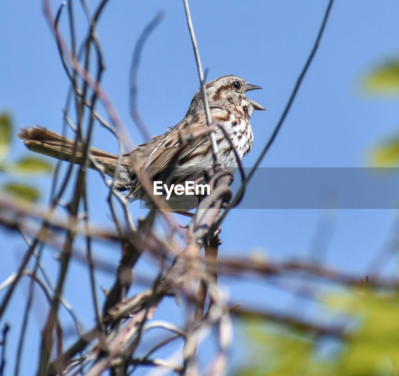 Bird perching on a branch