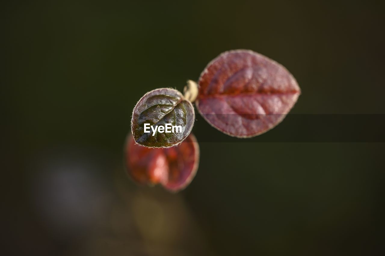 Close-up of fruits growing on plant