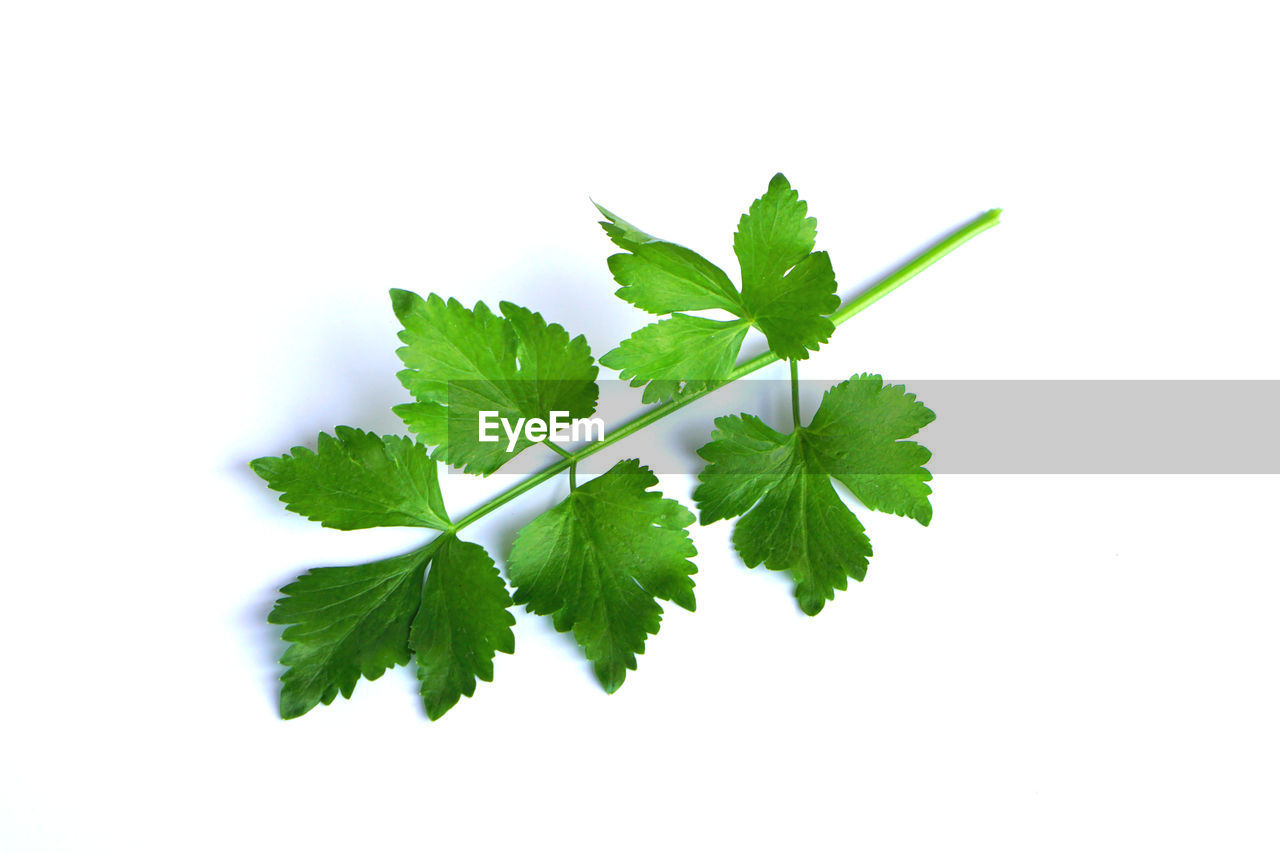 Close-up of celery leaves against white background