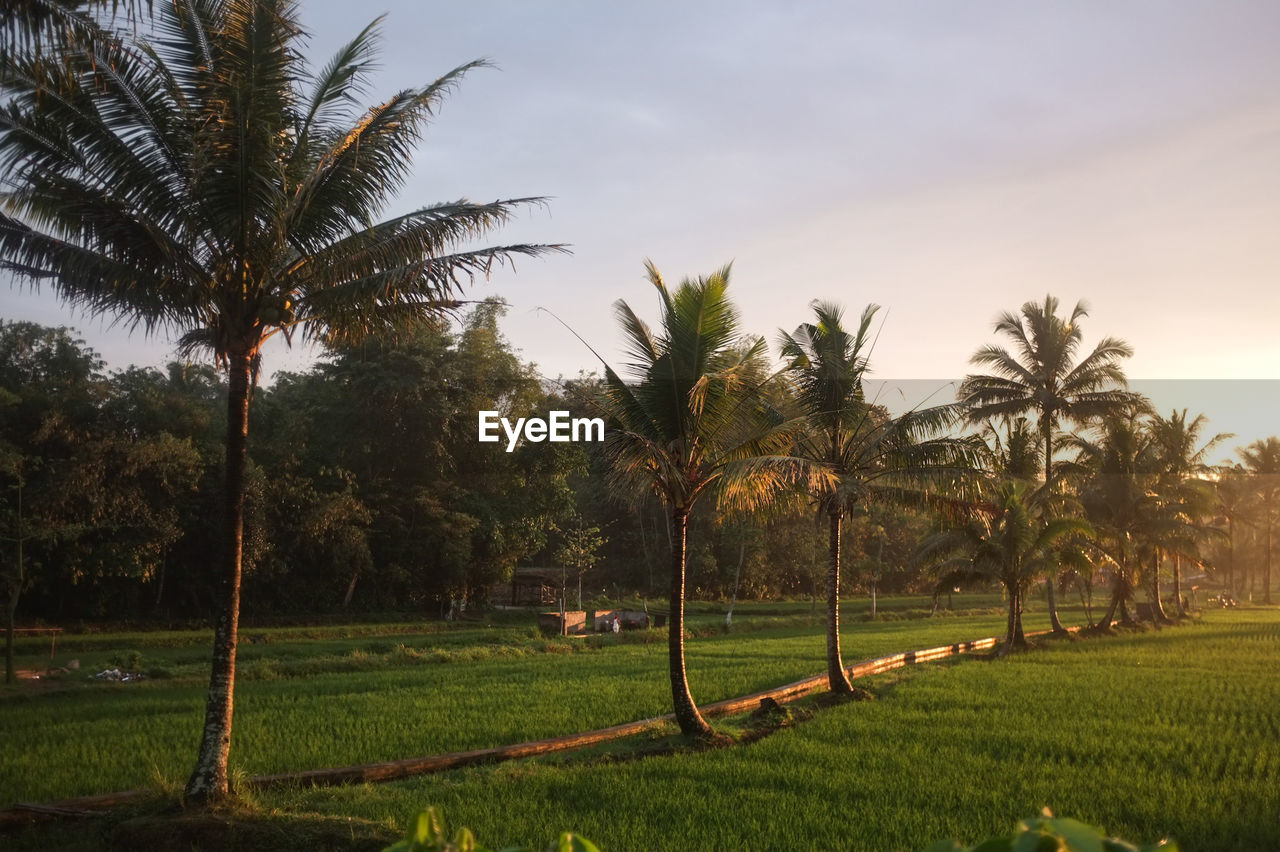 SCENIC VIEW OF PALM TREES ON FIELD