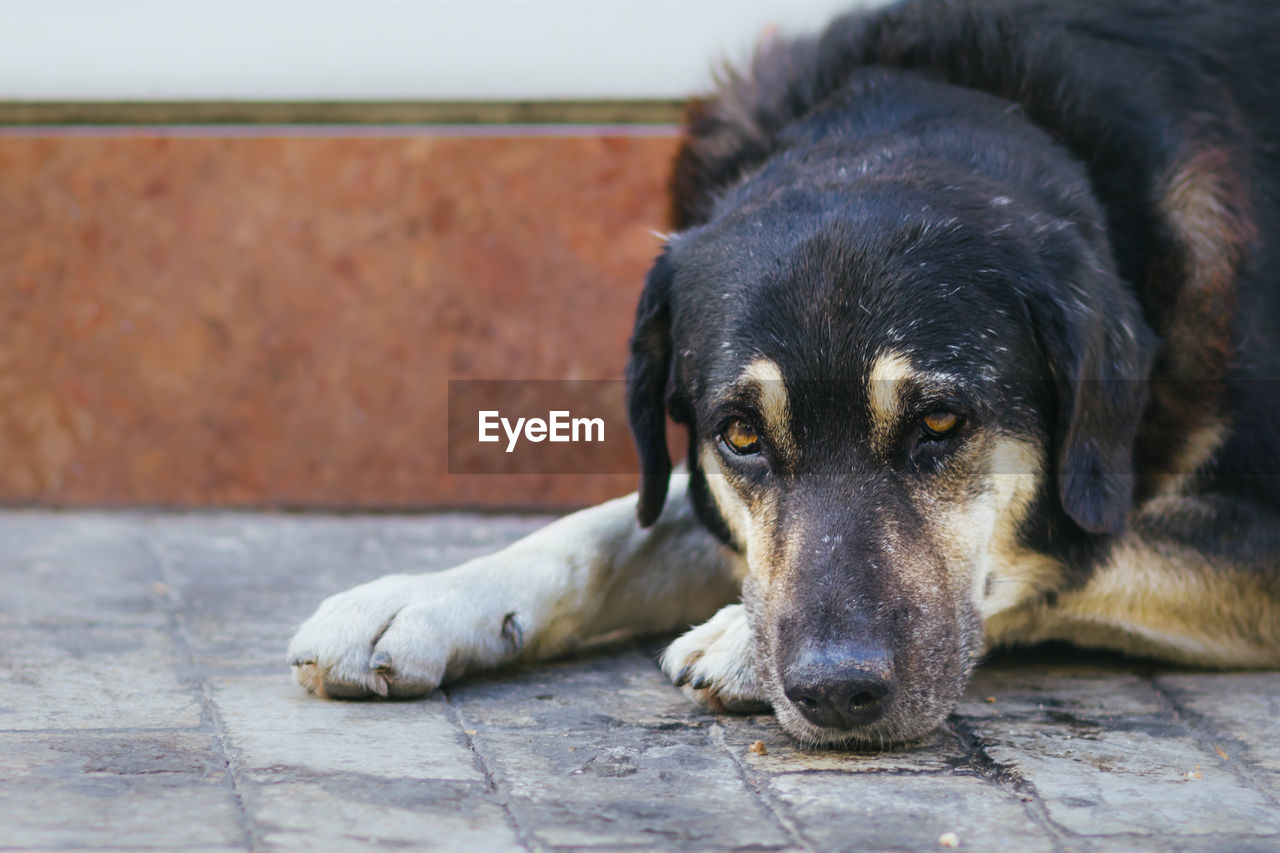 Close-up portrait of a relaxed dog