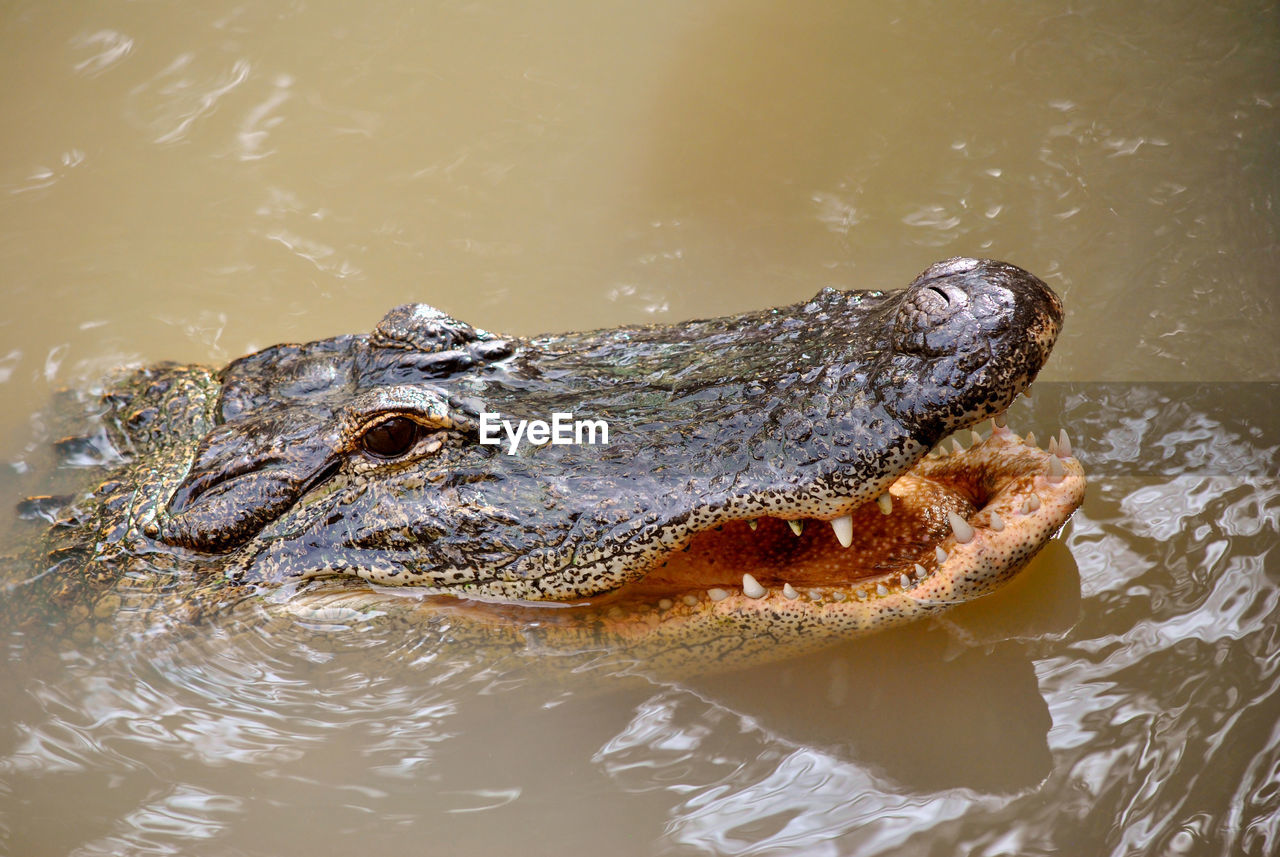 American alligator latin name alligator  in the everglades