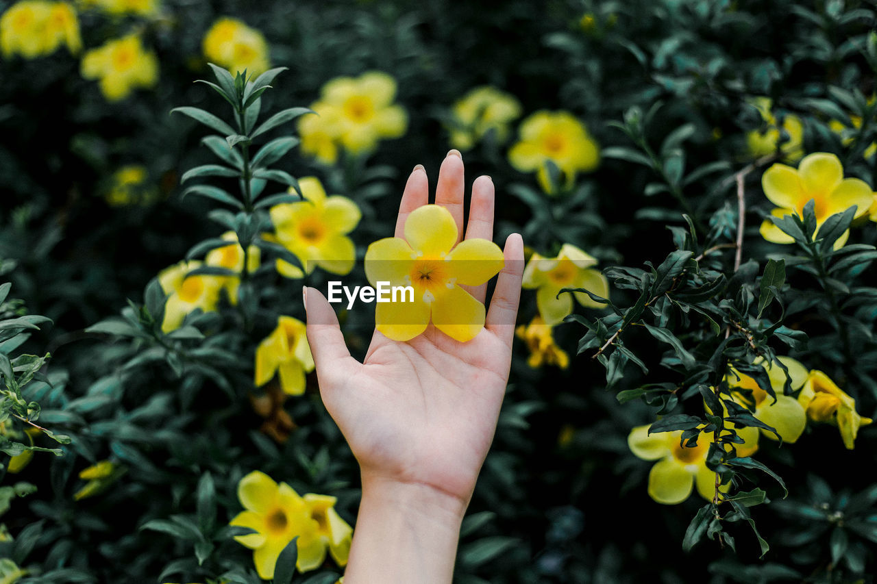 Close-up of hand holding yellow flower