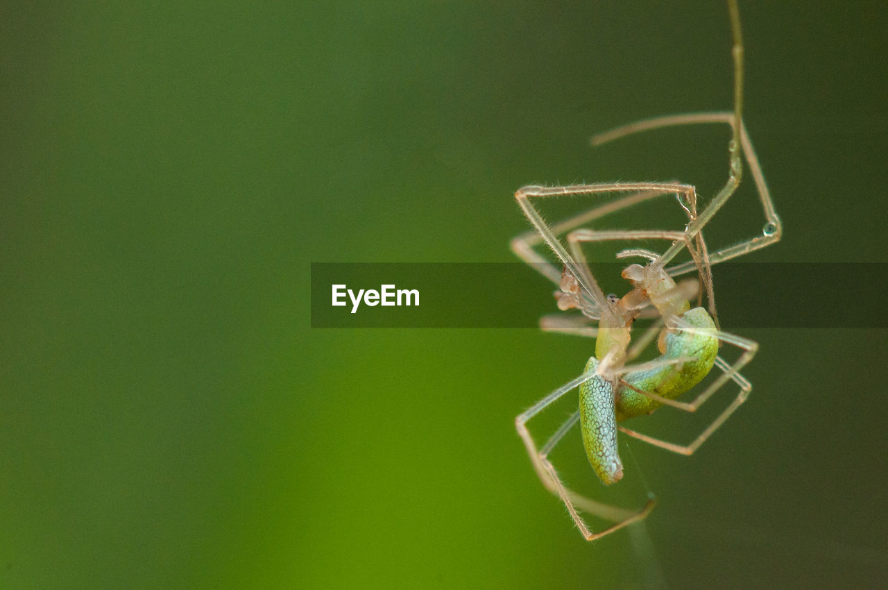 CLOSE-UP OF INSECT ON GREEN LEAF