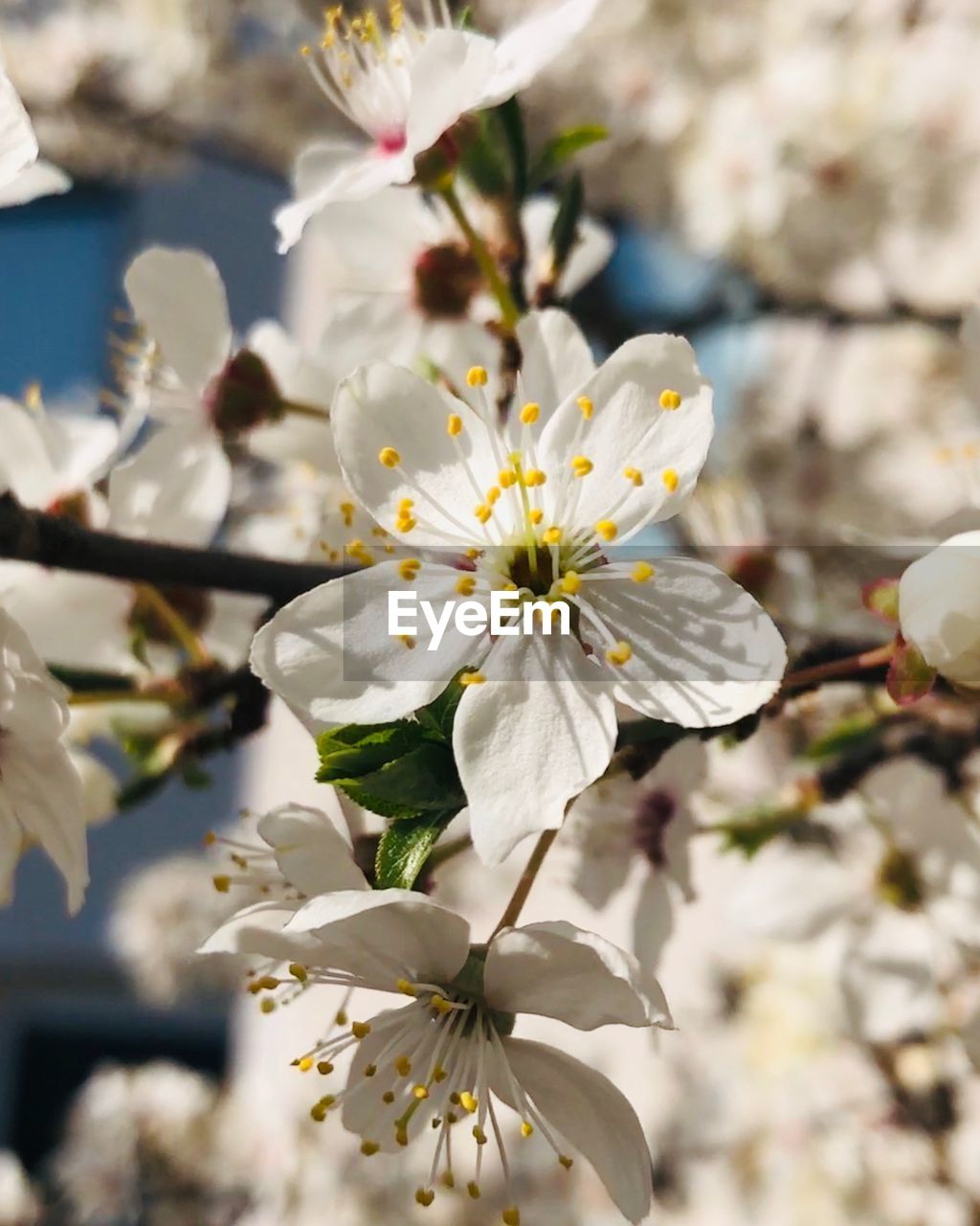 Close-up of white cherry blossoms in spring