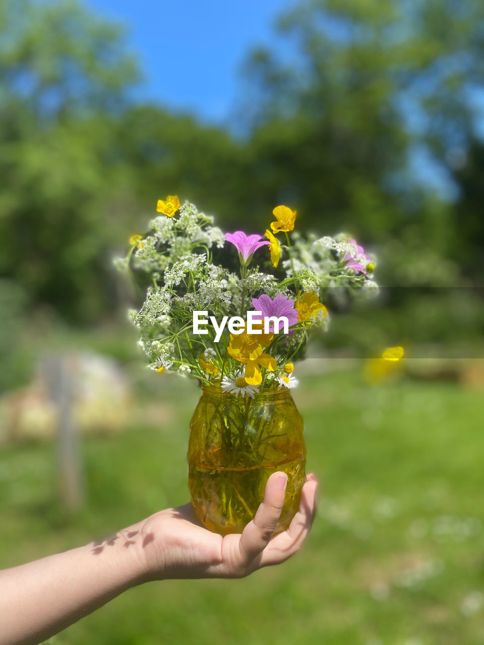 Close-up of hand holding flowering plant