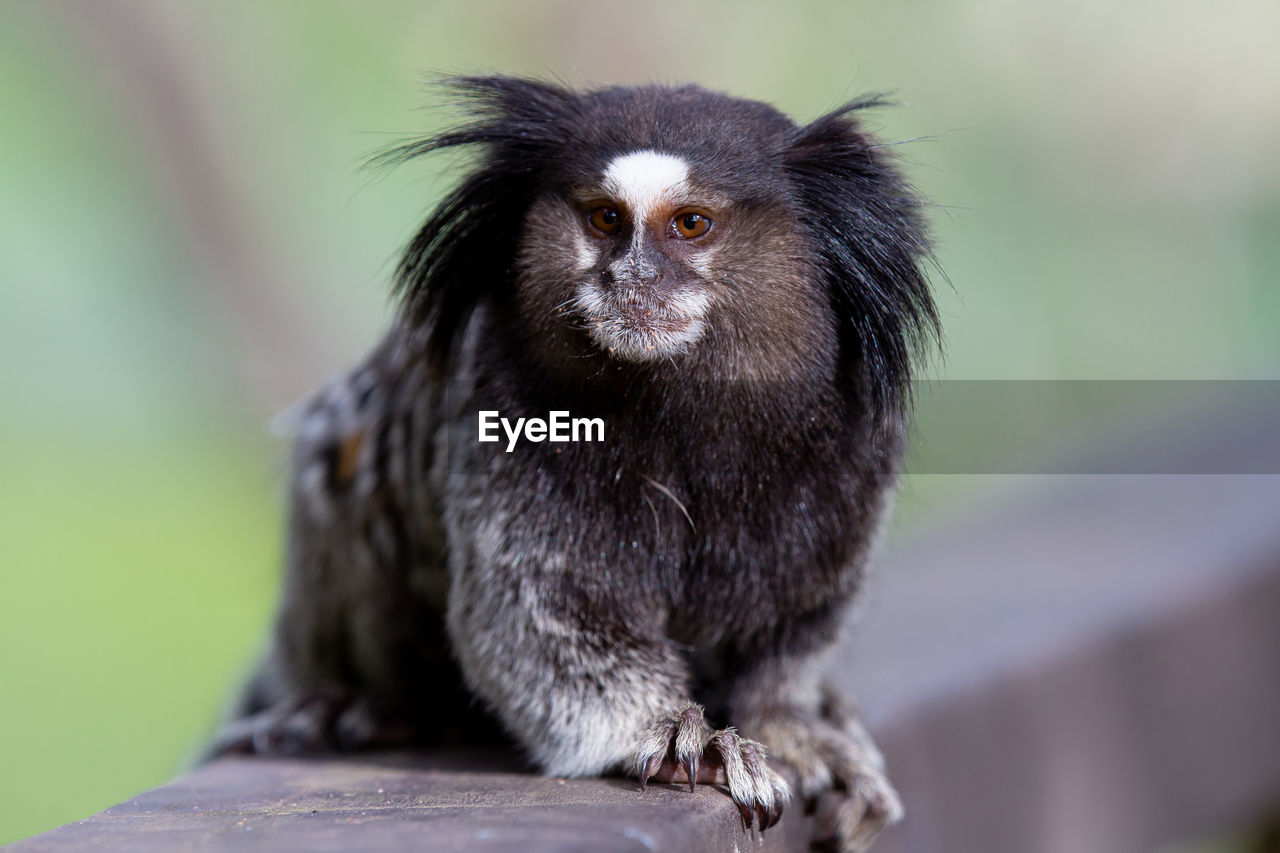 The black-tufted marmoset or star marmoset, t, marmoset, is a species of monkey from the new world.