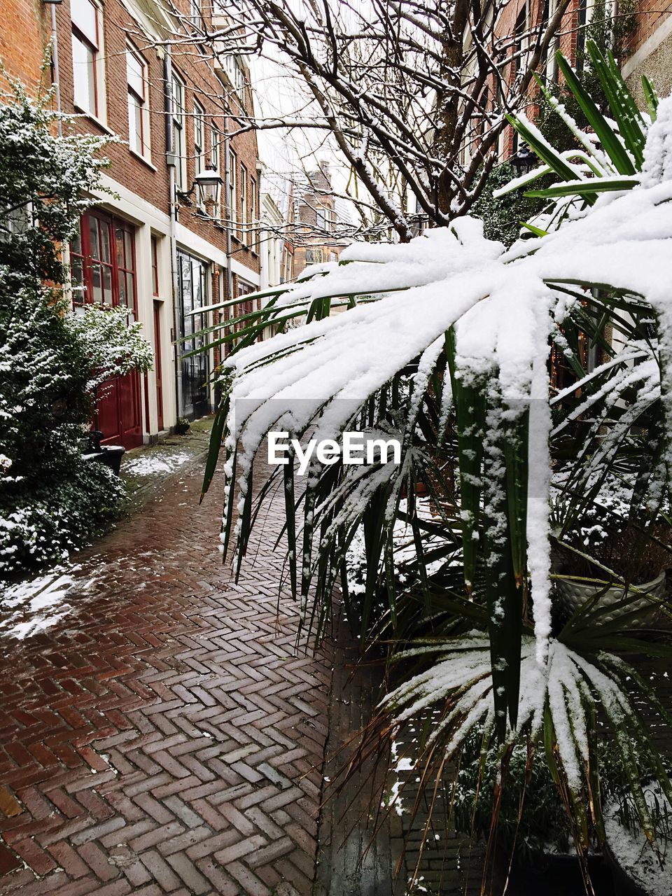 Snow covered plants by footpath during winter