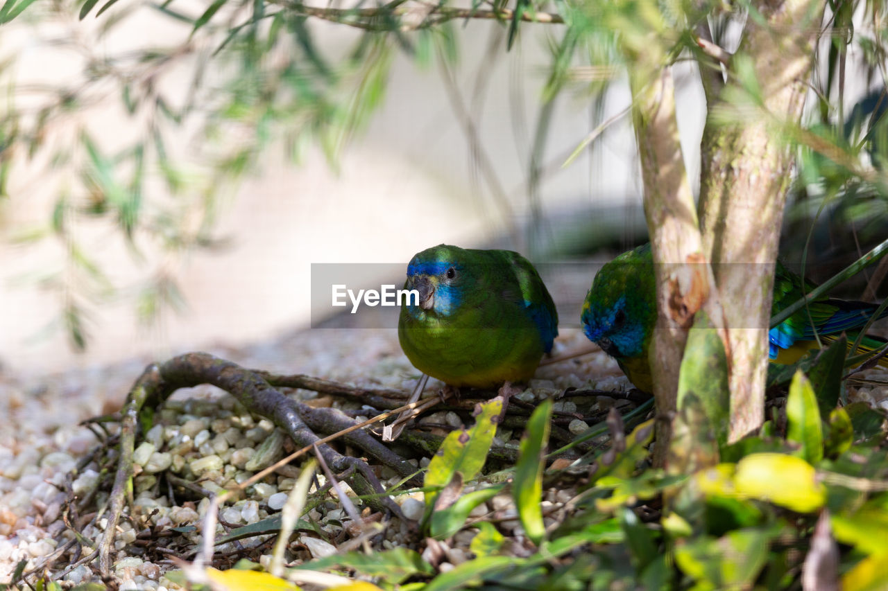 CLOSE-UP OF A BIRD PERCHING ON A FIELD