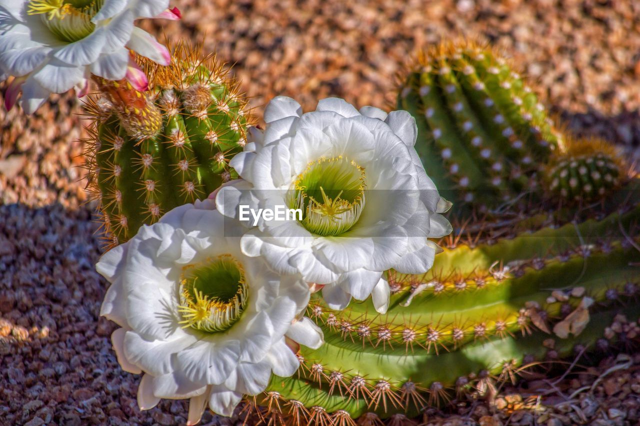 Close-up of white flowering plants