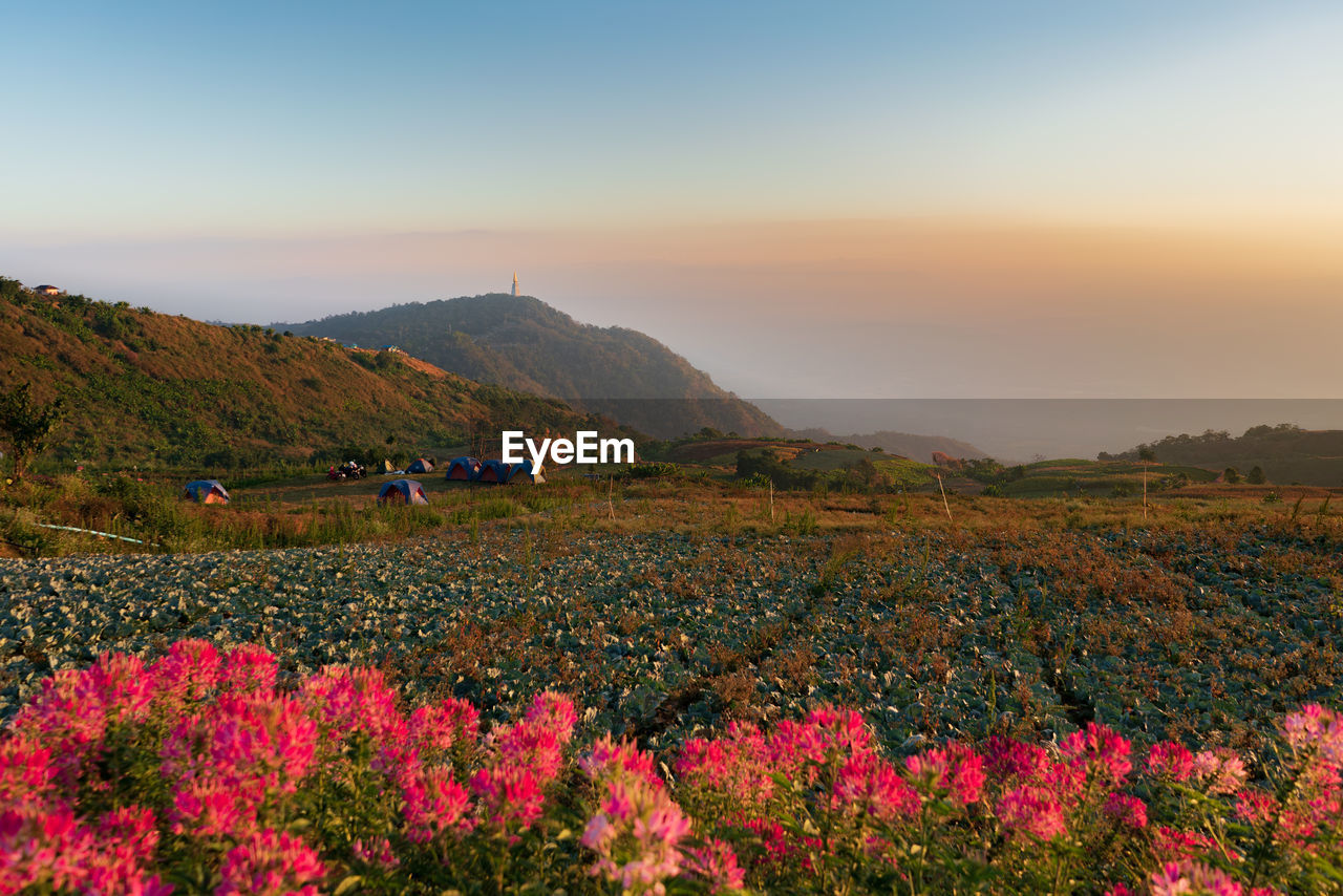 Scenic view of grassy field against sky during sunset