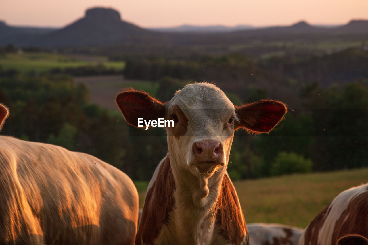 Sunset calf