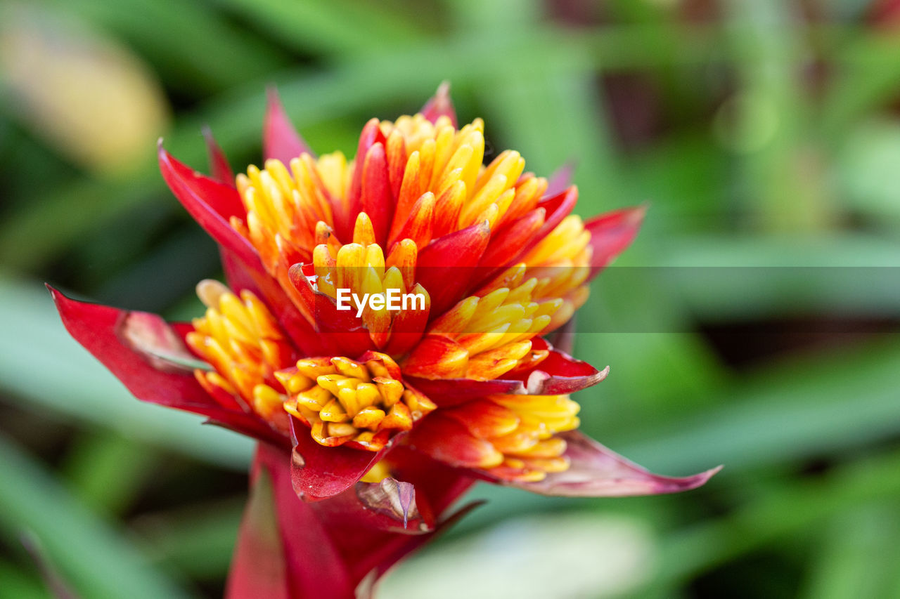 CLOSE-UP OF RED FLOWER AGAINST BLURRED BACKGROUND