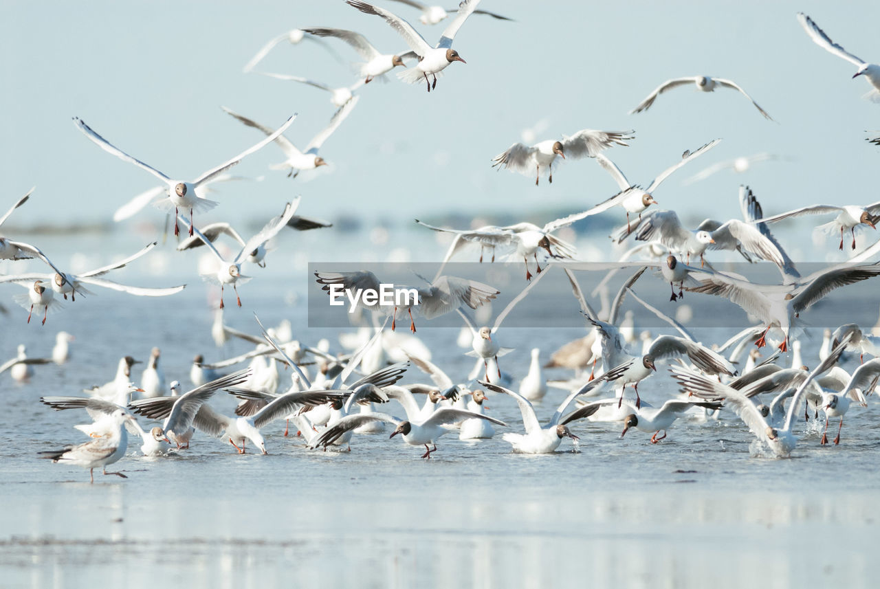 Flock of gulls in camargue