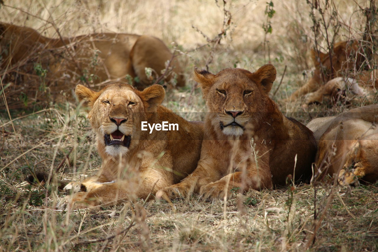 Lioness resting on field