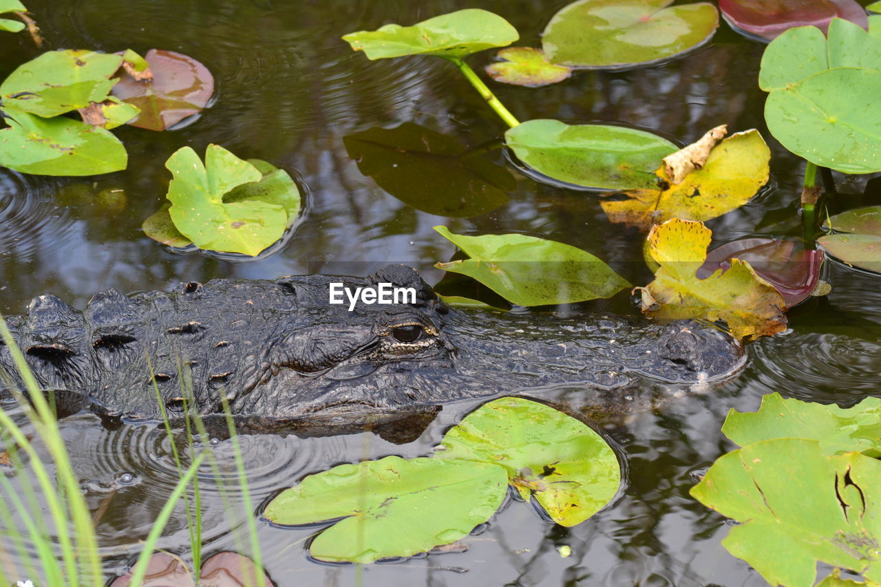 HIGH ANGLE VIEW OF A DUCK SWIMMING IN LAKE