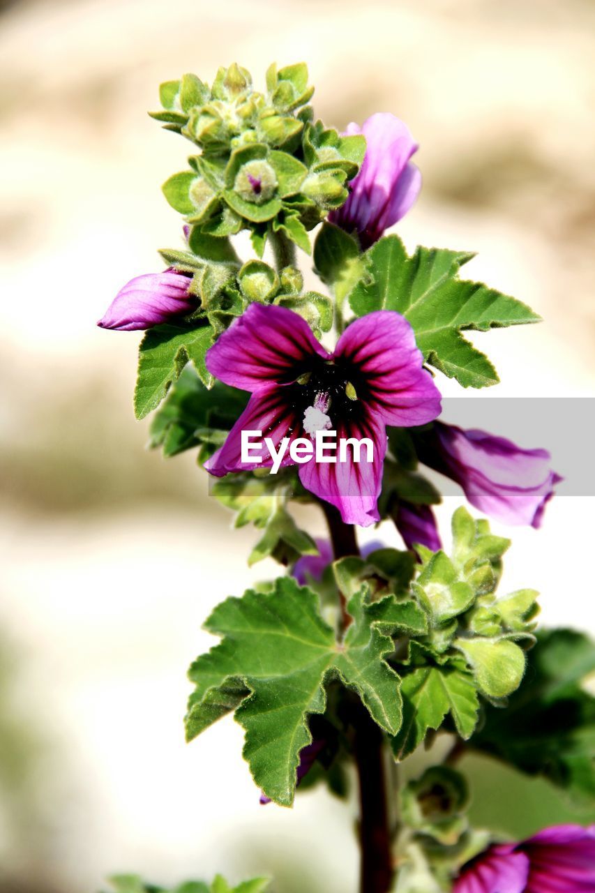 Close-up of purple flower blooming against sky