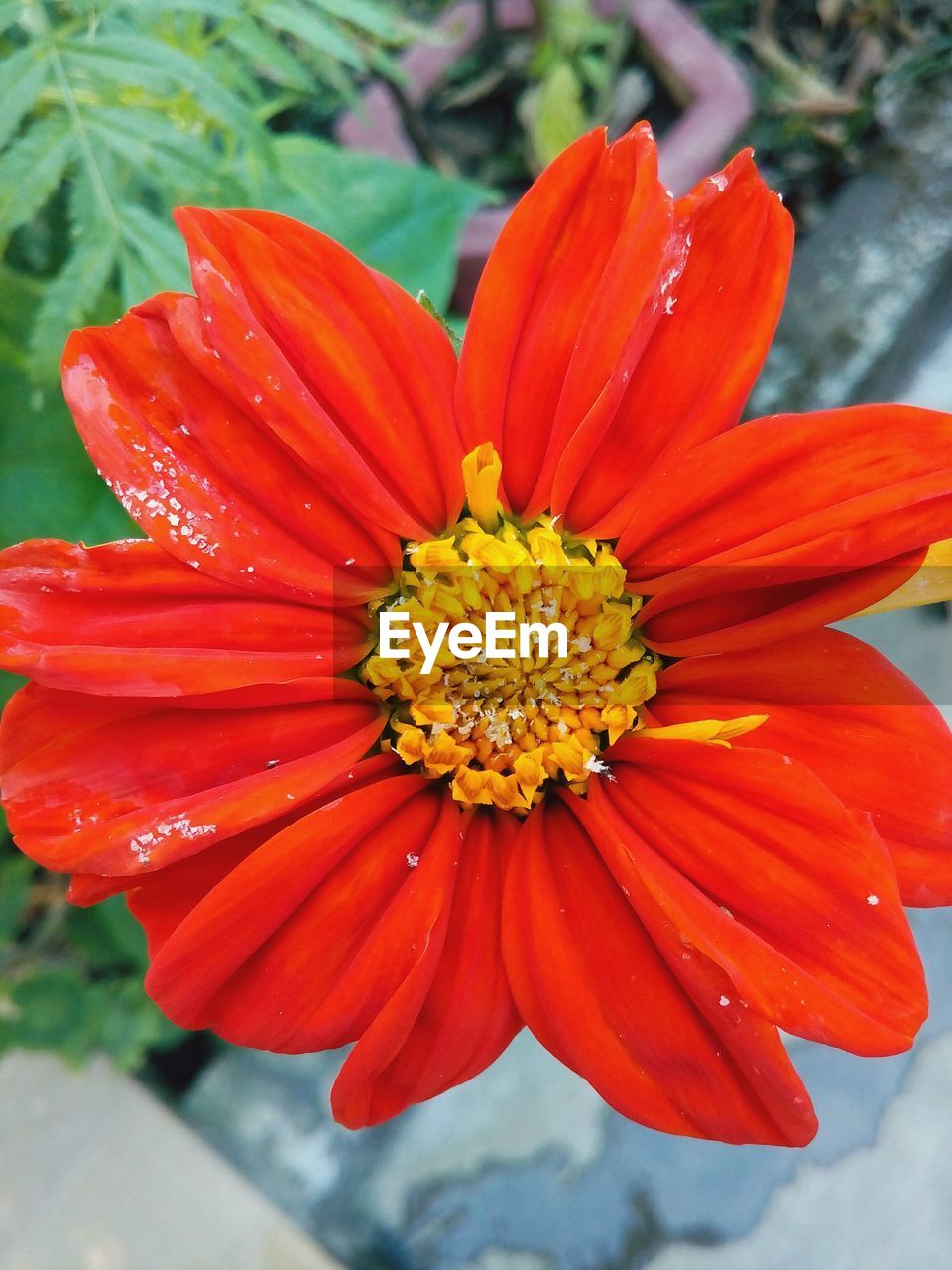 CLOSE-UP OF RED FLOWERS