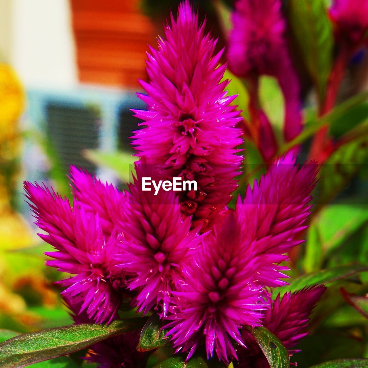 CLOSE-UP OF PURPLE FLOWERS BLOOMING