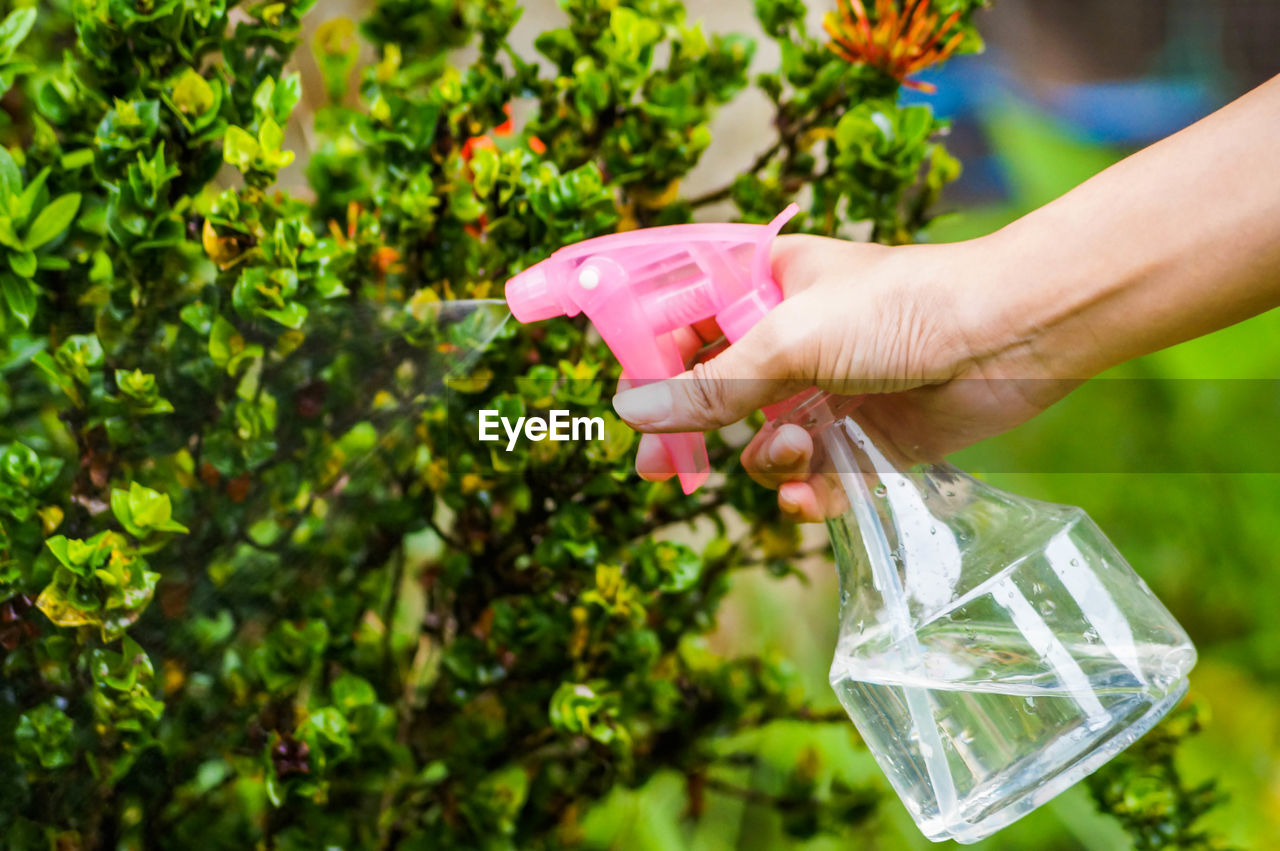 Close-up of person spraying water on plants