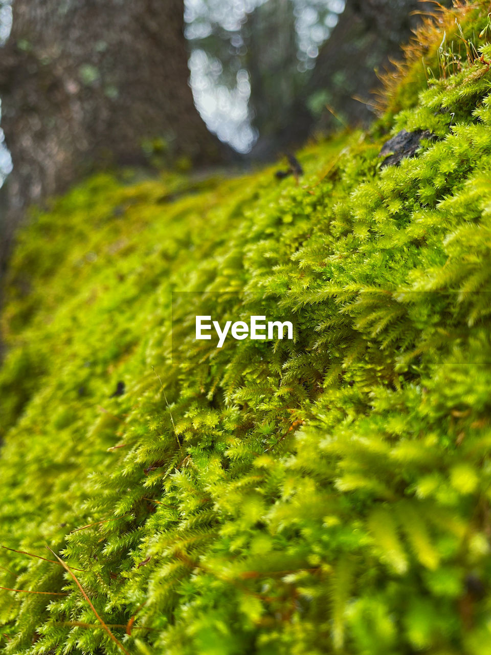 CLOSE-UP OF MOSS GROWING ON TREE