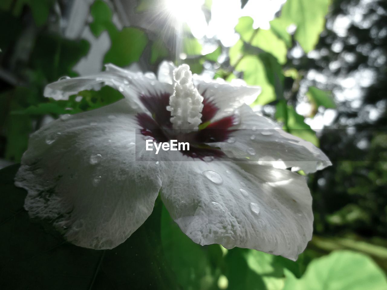 CLOSE-UP OF WET WHITE HIBISCUS