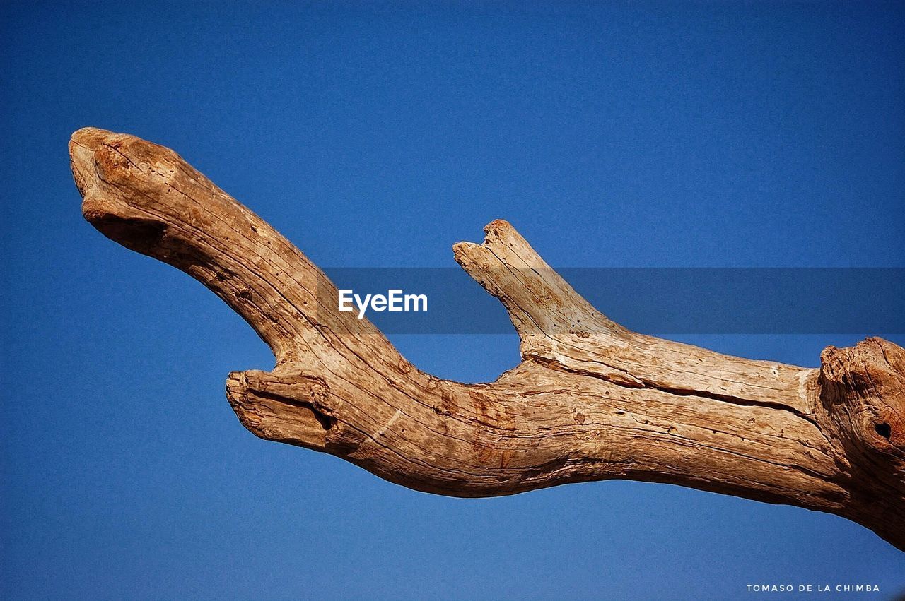 LOW ANGLE VIEW OF DEAD TREE AGAINST CLEAR BLUE SKY