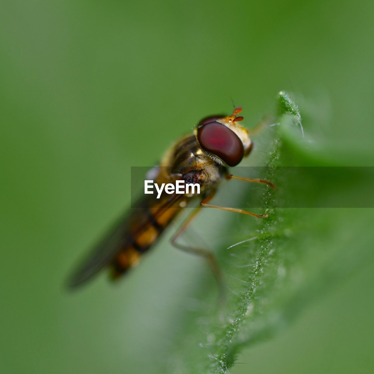 Close-up of insect on leaf