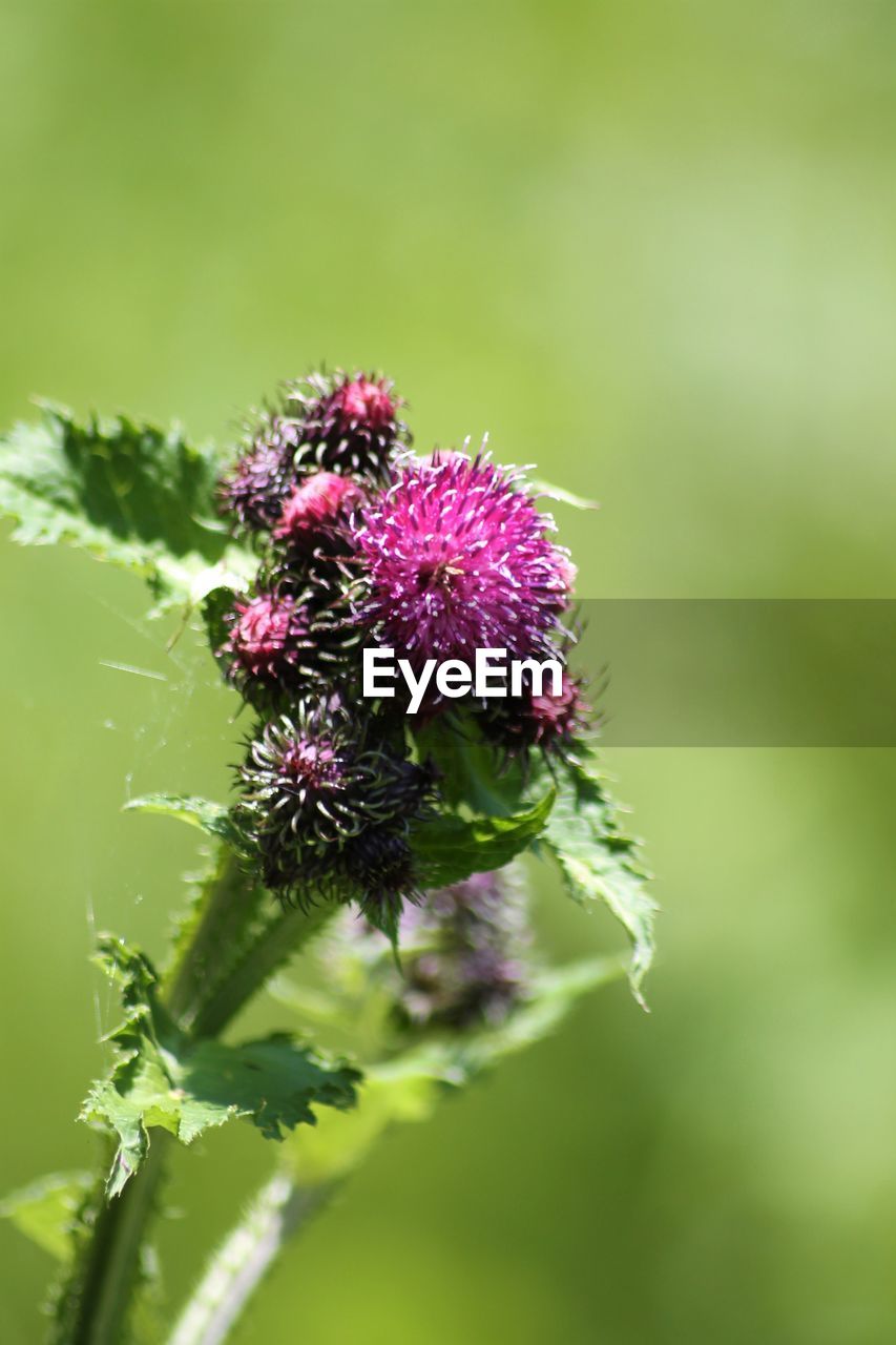 Close-up of purple flowering thistle
