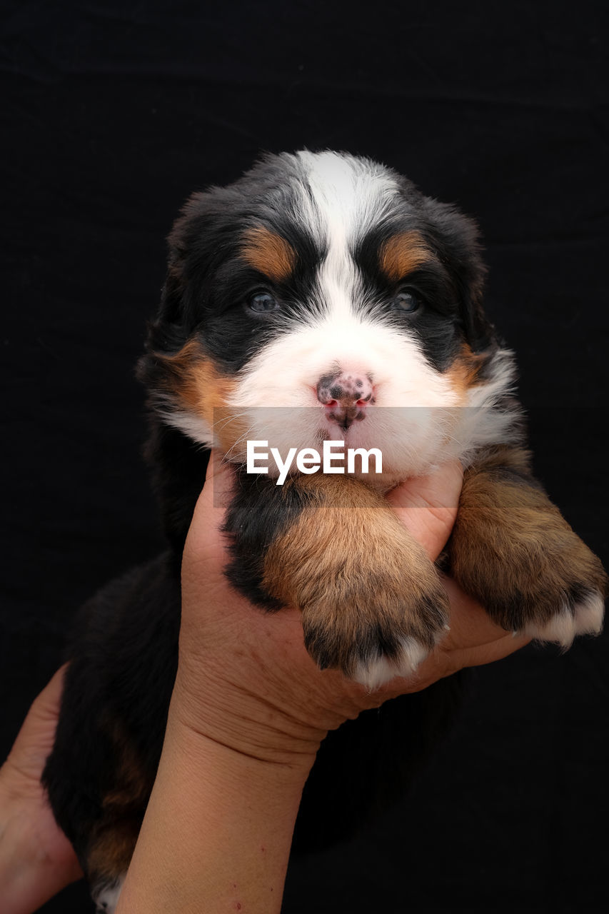 one animal, pet, domestic animals, mammal, animal themes, animal, canine, dog, black background, hand, one person, puppy, young animal, studio shot, holding, indoors, cute, portrait, lap dog, animal body part, black, close-up, animal head, looking at camera