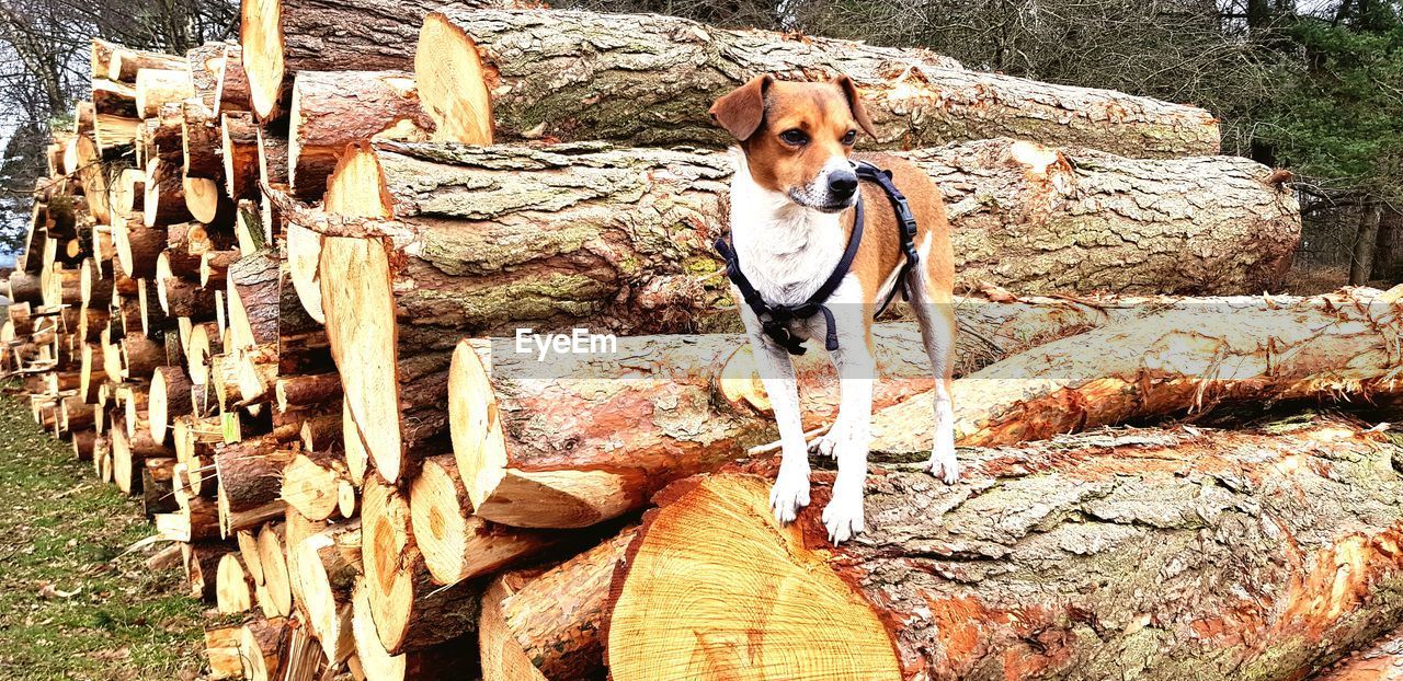 DOG ON LOG IN MOUTH