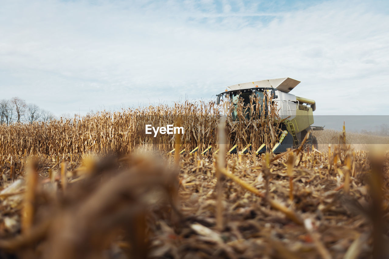 A combine harvesting corn with a modern machine, effective harvest