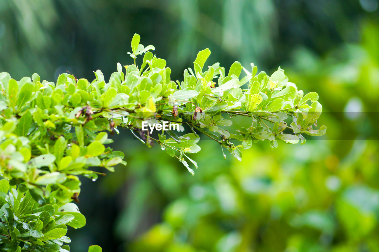 CLOSE-UP OF GREEN PLANT LEAVES