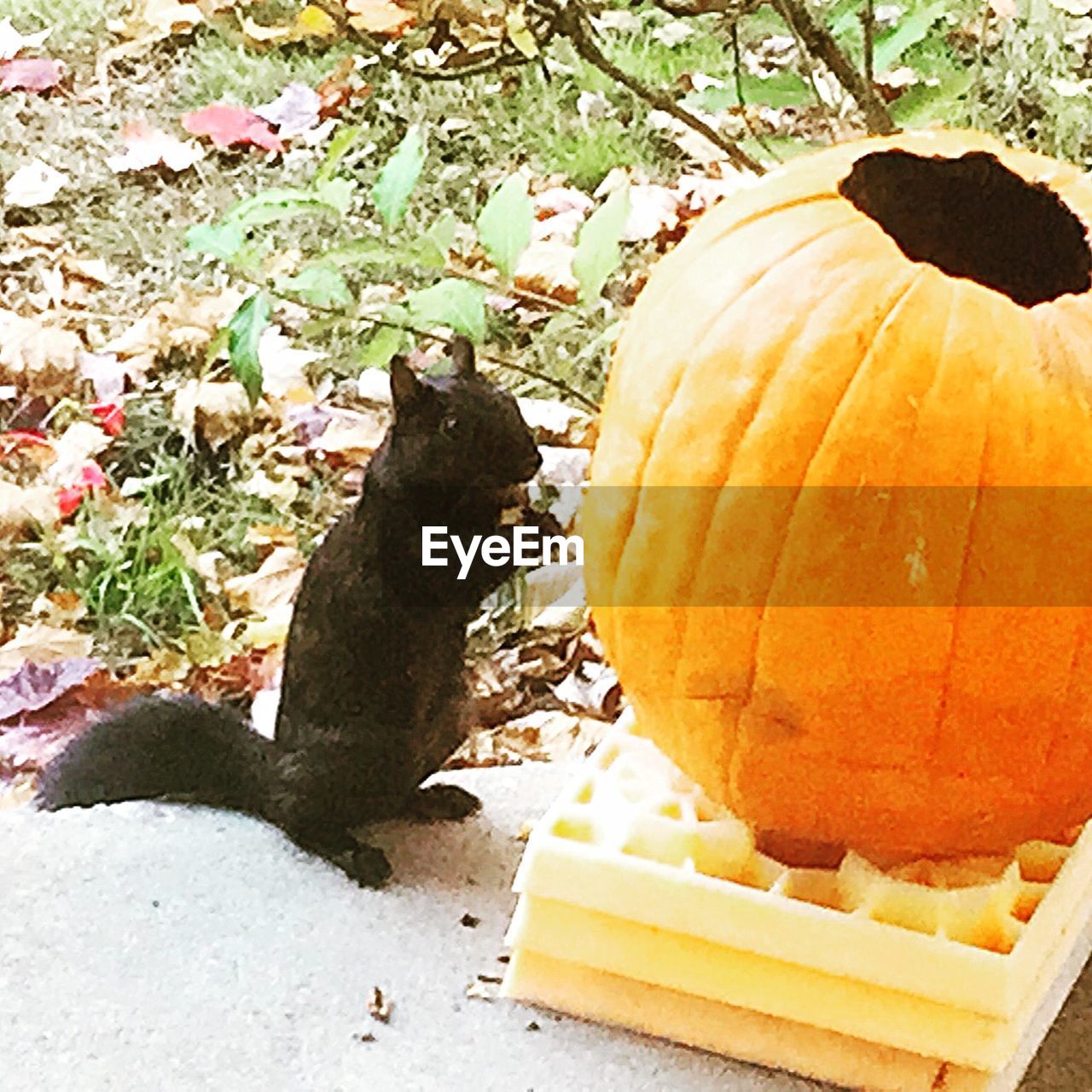 pumpkin, halloween, no people, autumn, day, outdoors, nature, food, animal themes, close-up, freshness, jack o lantern