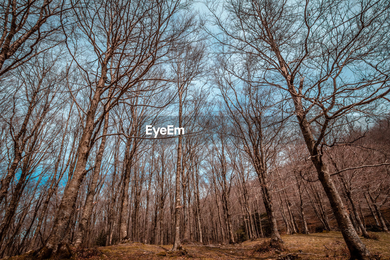 LOW ANGLE VIEW OF TREES IN FOREST