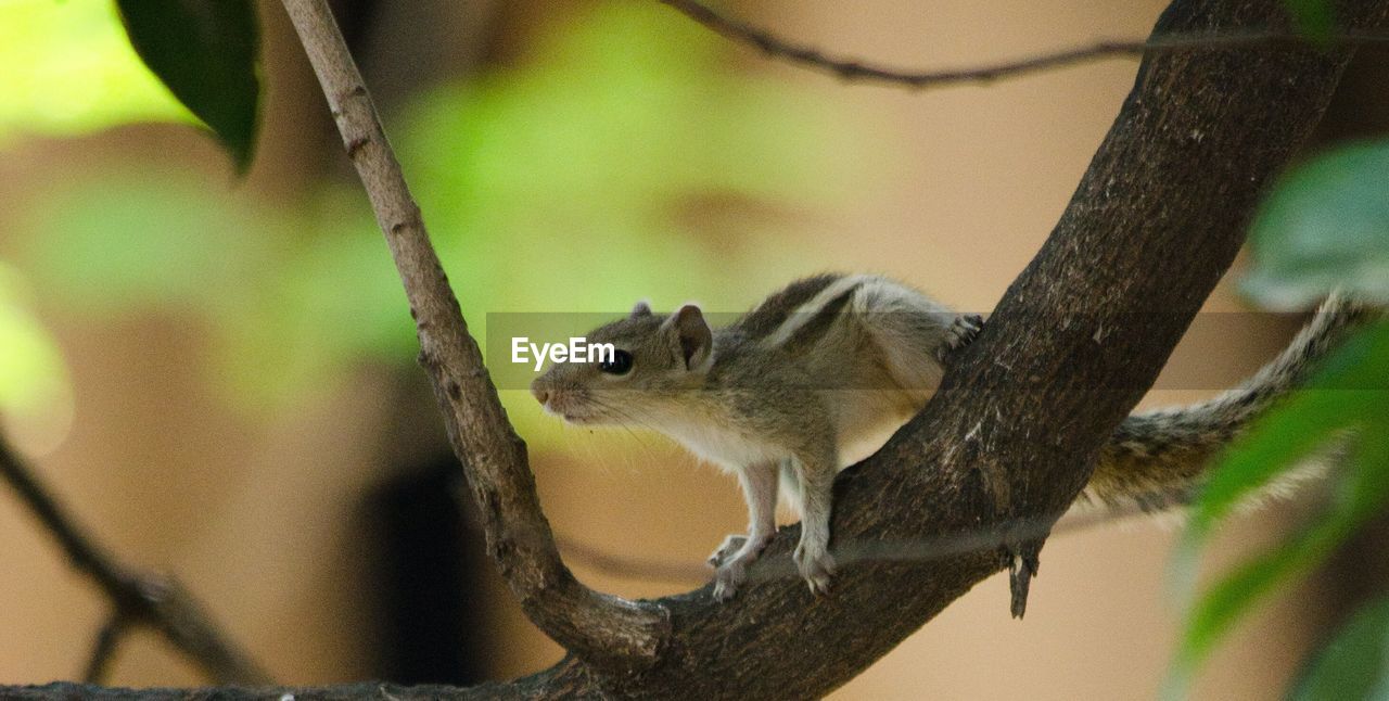 CLOSE-UP OF SQUIRREL ON TREE