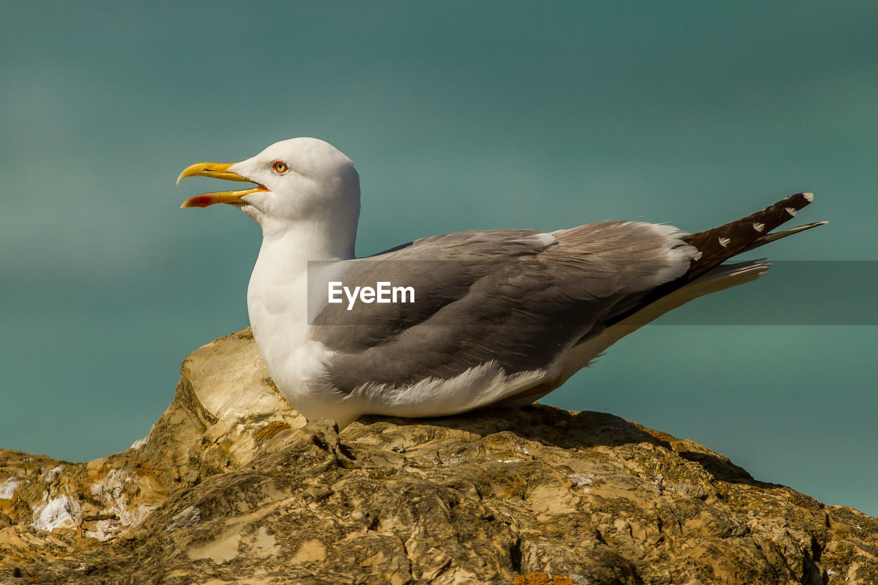 Close-up of seagull perching on rock