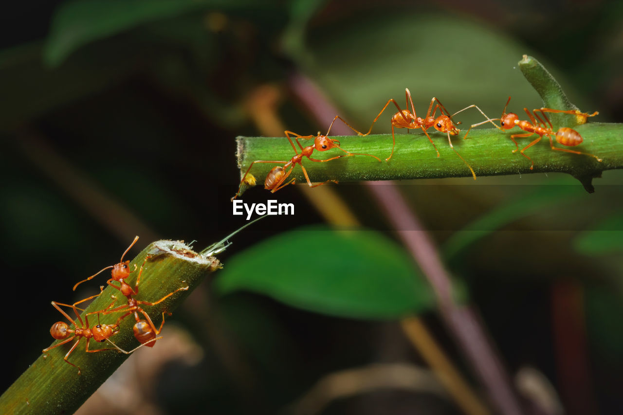 CLOSE-UP OF ANT ON GREEN PLANT