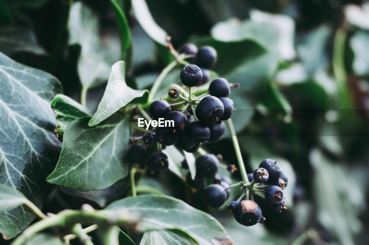 Close-up of black olives growing on tree