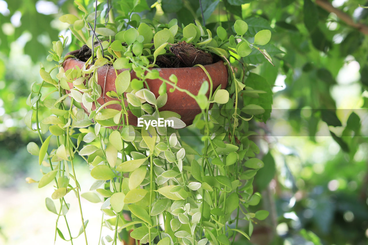 CLOSE-UP OF FRESH GREEN PLANT