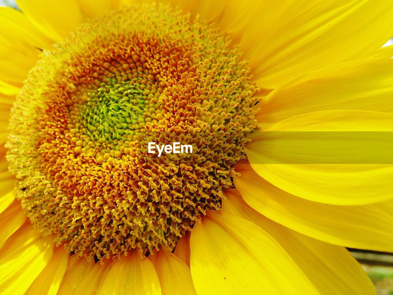 Detail shot of yellow flower