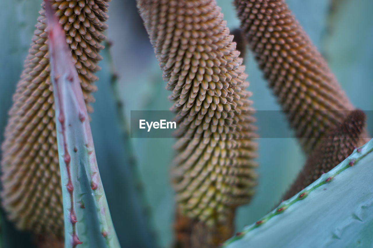 Close-up of succulent plant