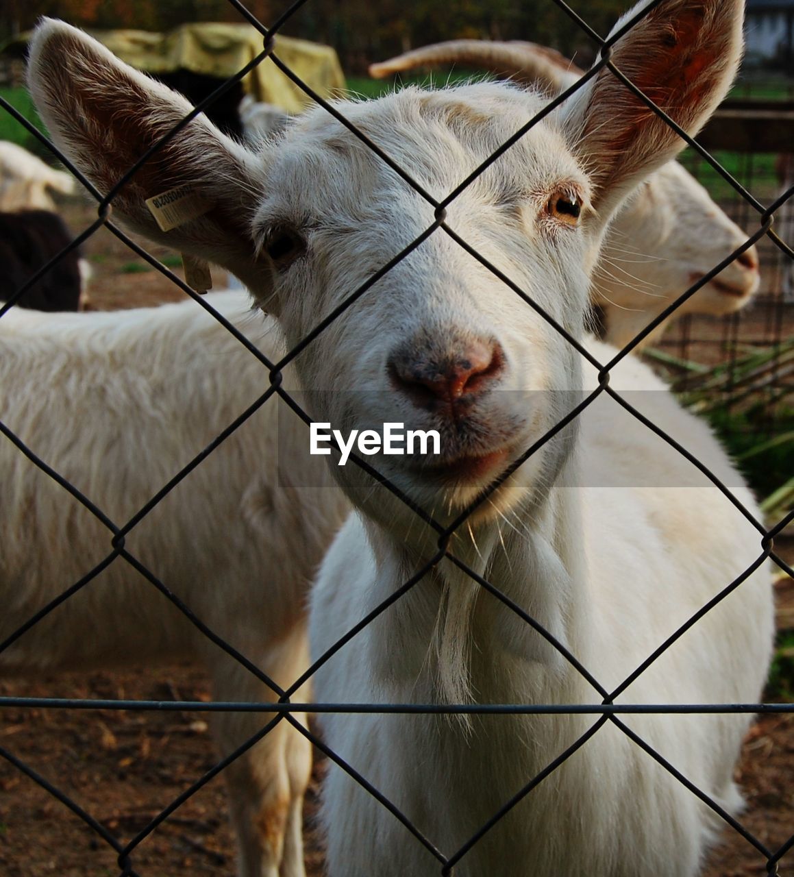 Close-up portrait of goat seen through chainlink fence