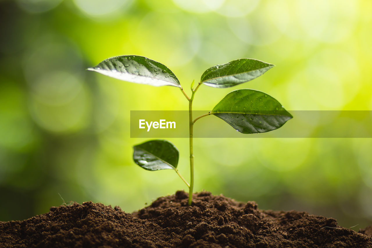 Close-up of seedling growing in mud