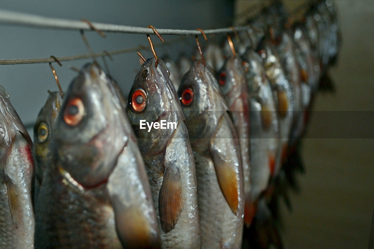 Close-up of fish for sale